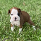 �t��ata boxera na prodej