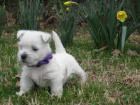 mini hra�ka �t��ata West Highland White Terriers na prodej.