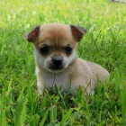 �ivava mini - �ivava mini - �ivava mini