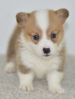 Prod�m �t��ata Pembroke Welsh Corgi mini