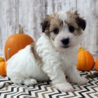 mini ��lek havansk�ch �t���tek na prodej.