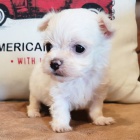 MINI - �t���tka malt�zsk�ho ��lku na prodej.