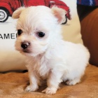 MINI - �t���tka malt�zsk�ho ��lku na prodej.