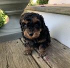 Prod�m �t��ata MINI pudla.