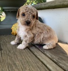 Prod�m �t��ata MINI pudla.