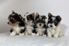 Mini - ��lek Biewer yorkie �t��ata na prodej.