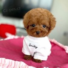 Dv� vz�cn� �t��ata pudla p�ipraven� do nov�ho domova.