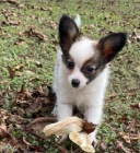 Roztomil� papillon �t��ata