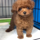 Dv� vz�cn� �t��ata pudla p�ipraven� do nov�ho domova.