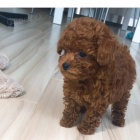 Dv� vz�cn� �t��ata pudla p�ipraven� do nov�ho domova.