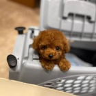 Dv� vz�cn� �t��ata pudla p�ipraven� do nov�ho domova.