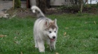 Alja�sk� d�ti Malamute jsou k dispozici co nejd��ve