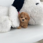 Dv� vz�cn� �t��ata pudla p�ipraven� do nov�ho domova.