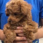 Dv� vz�cn� �t��ata pudla p�ipraven� do nov�ho domova.