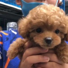 Dv� vz�cn� �t��ata pudla p�ipraven� do nov�ho domova.