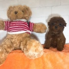 Dv� vz�cn� �t��ata pudla p�ipraven� do nov�ho domova.