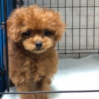 Dv� vz�cn� �t��ata pudla p�ipraven� do nov�ho domova.