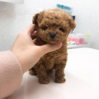 Dv� vz�cn� �t��ata pudla p�ipraven� do nov�ho domova.