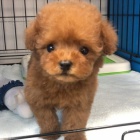 Dv� vz�cn� �t��ata pudla p�ipraven� do nov�ho domova.