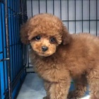 Dv� vz�cn� �t��ata pudla p�ipraven� do nov�ho domova.