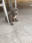2 Americk�  Blue pitbulteri�r pro nov� domy