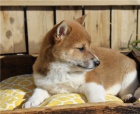 �t��ata shiba inu