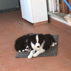 �t��ata border koli�