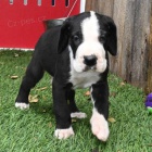 Prod�m kr�sn� a zdrav� �t��ata n�meck� dogy