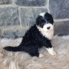 Prod�m �t��ata portugalsk�ho vodn�ho psa