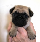 �t��ata mops� na prodej. Pouze pro v�n� osoby.