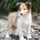 Prod�m kr�sn� o�kovan� �t��ata shetlandsk�ho ov��ka