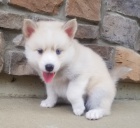 Prod�m kr�sn� �t���tka Pomskies