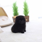 Pomeranian mini �t��ata k adopci