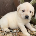 Prod�m zdrav� a velmi roztomil� �t���tka labradorsk�ho retr�vra.