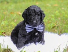 Zdrav� a kr�sn� mu� a �ena Prod�m miniaturn� �t���tka LABRADOODLE.