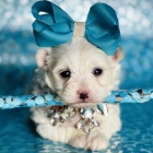Prod�m kr�sn� a rozko�n� mini �t��ata Maltipoo.