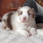 ڞasn� a zdrav� o�kovan� �t��ata australsk�ho ov��ka na prodej.