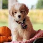 Prod�m mini mini �t���tka Aussiedoodle