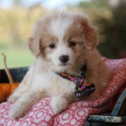 Prod�m mini mini �t���tka Aussiedoodle