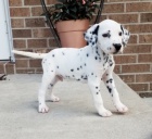 Dalmatin - dalmatin - dalmatin �t��ata na prodej.