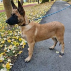 Belgick� ov��k