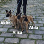 Belgick� ov��k