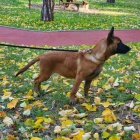 Belgick� ov��k