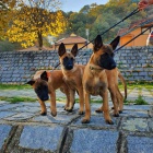 Belgick� ov��k