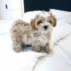  Rozko�n� �t���tka Maltipoo