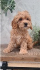 kr�sn� cavapoo p�ipraven� k adopci.
