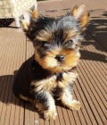 miluj�c� Yorkie teri�r p�ipraven k adopci.