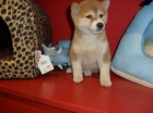 Roztomil� �t���tka shiba inu