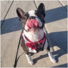 �t��ata bostonsk�ho teri�ra 