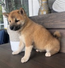 Roztomil� �t���tka shiba inu